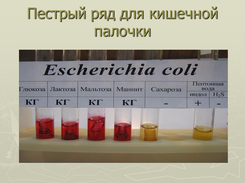 Пестрый ряд для кишечной палочки